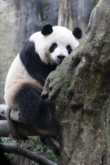 Sweet panda on the Tree, China