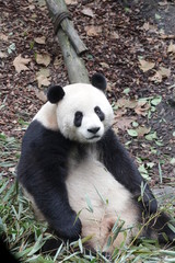 Fototapeta na wymiar Funny Pose of Curious Giant panda, China