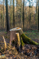 Frisch gefällte Buchen im Wald