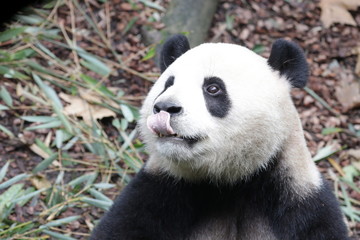 Fototapeta premium Close up Funny Panda Sticks out his Tongue, China