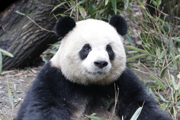 Obraz premium Close up Round face Panda, Happy Panda and very Fluffy , China