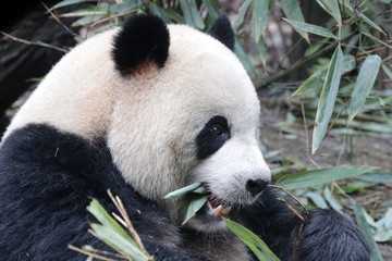Obraz na płótnie Canvas Close up Round face Panda, Happy Panda and very Fluffy , China