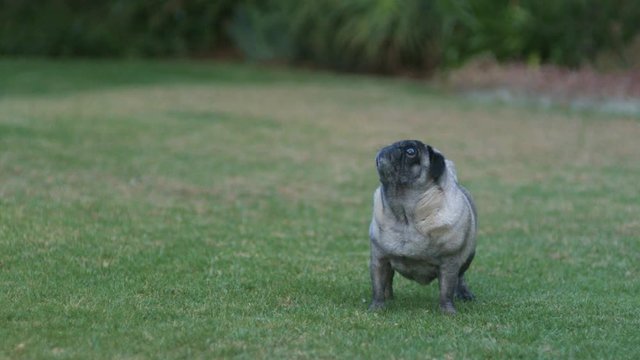 Extreme slow motion shot of a fat pug trying and failing to catch a treat.