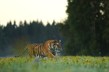 Siberian tiger in beautiful habitat. Amur tiger running in the flowered meadow.  Wildlife Russia.