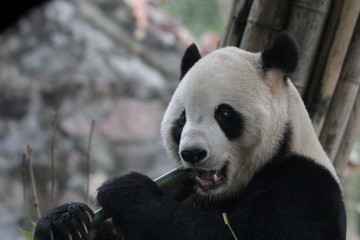 Obraz premium Close up American Born Male Panda, Tai-Shan, , Eating Bamboo, China