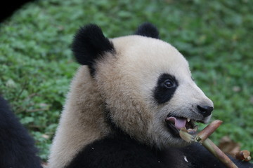 Obraz premium giant panda eating bamboo
