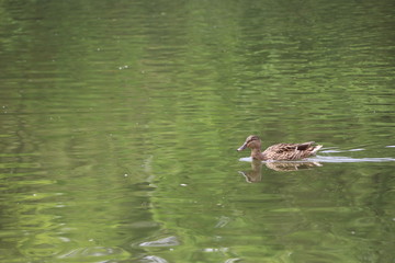 beautiful duck floating on the a lake surface in Chengdu