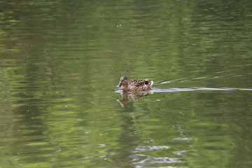 beautiful duck floating on the a lake surface in Chengdu