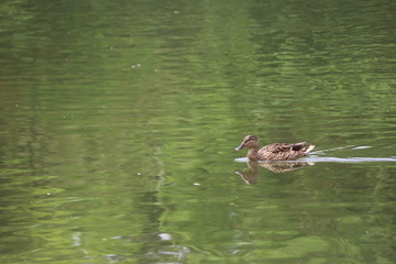 beautiful duck floating on the a lake surface in Chengdu
