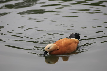 beautiful duck floating on the a lake surface in Chengdu