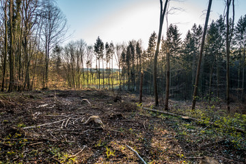 Wiederaufforstung nach Kahlschlag im Mischwald