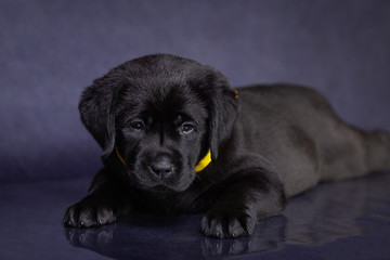 Portrait of a cute black labrador puppy in the studio.