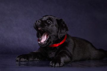 Portrait of a cute black labrador puppy in the studio.