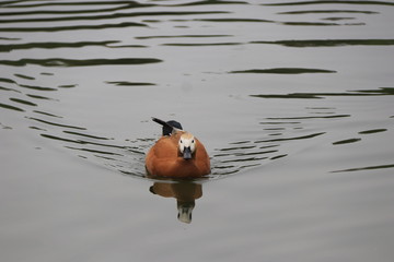 beautiful duck floating on the a lake surface in Chengdu