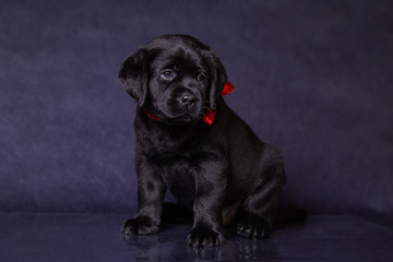 Portrait of a cute black labrador puppy in the studio.