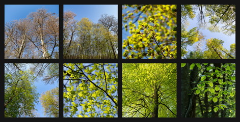 Collage: Frühlingserwachen im Wald / Blattaustrieb / Frühlingswald | Grün, Frische, Ruhe (Rotbuchen-Eichen-Mischwald in BaWü)
