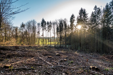 Wiederaufforstung nach Kahlschlag im Mischwald