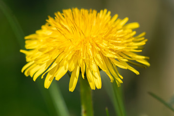 Yellow dandelion - close up