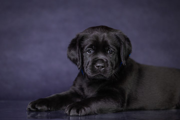 Portrait of a cute black labrador puppy in the studio.