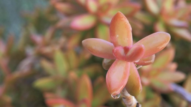 Gotas de agua sobre vista de cerca de flor carnosa de cactus en c&aacute;mara lenta