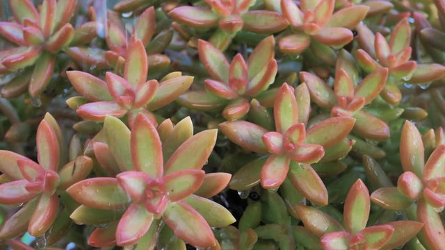 Lluvia de gotas grandes sobre vista de cerca de conjunto de flores carnosas de cactus en c&aacute;mara lenta