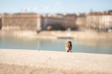 Sparrow on a bridge