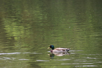 beautiful duck floating on the a lake surface in Chengdu