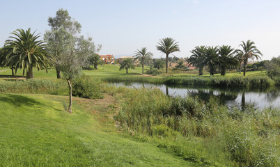 tropical green grass field with palm trees on a golf field.