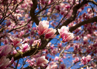 White and Pink Magnolia Flowers and Branches on Tree in the Sprintime
