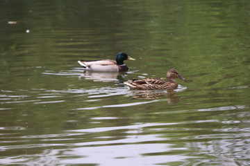 beautiful duck floating on the a lake surface in Chengdu