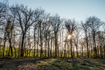 Obraz premium Wiederaufforsten nach Kahlschlag im Mischwald
