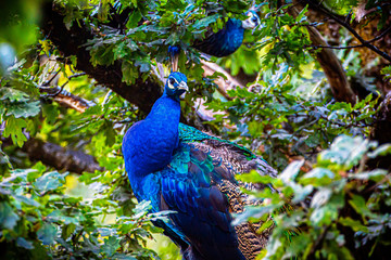 Fototapeta premium Pfau, Pavo cristatus