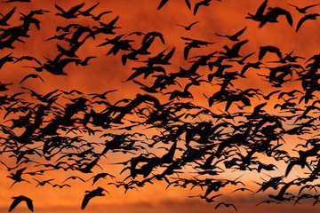 Snow geese in the dawn, Bosque del Apache, New Mexico USA