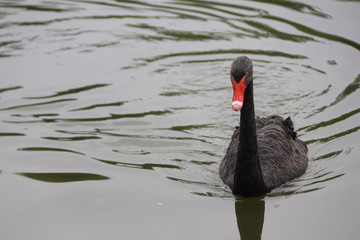 beautiful black Swan floating on the a lake surface  in Chengdu