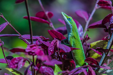 Green Anole (Anolis carolinensis)