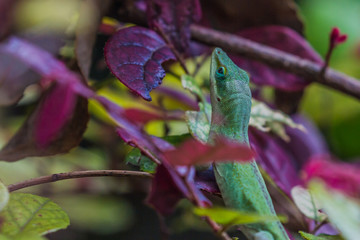 Green Anole (Anolis carolinensis)
