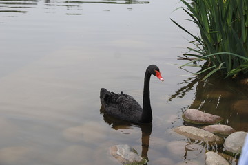 Fototapeta premium beautiful black Swan floating on the a lake surface in Chengdu