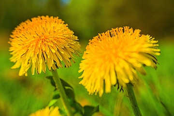 Zwei Pusteblumen (lat:Taraxacum sect. Ruderalia) auf einer Wiese in der Nahaufnahme. Die Blumen stehen noch in der Blütezeit und strahlen in hellem Gelb.
