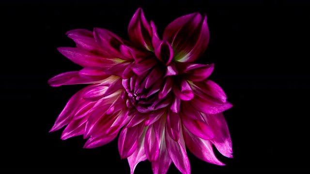 Purple Dahlia Opening Flower in Time Lapse on a Black Background. Blooming Plant 