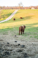 Schottische Hochlandrinder auf der Weide