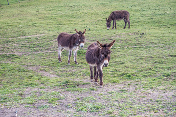 Esel auf der Weide 