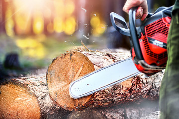 Chainsaw in motion. Woodcutter man clean chain saw after work. Hard wood working in forest. Sawdust fly around.