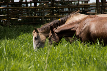 Horsing around