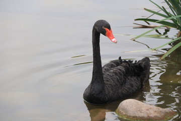 Naklejka premium beautiful black Swan floating on the a lake surface in Chengdu