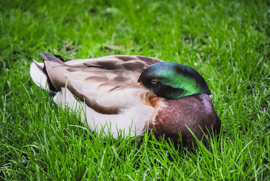 A color image of a wild Mallard duck resting on the grass (Anas platyrhynchos) 