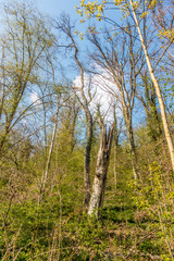 Gefahr und Schäden nach Sturm im Wald