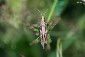 Blauflügelige Ödlandschrecke, Oedipoda caerulescens