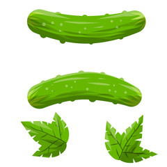 Cucumber. Green fresh vegetable and leaves. Harvesting and healthy food. Set of Element of vegetarian food. Cartoon flat illustration