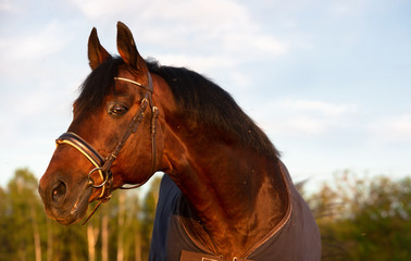 Obraz premium portrait of bay sportive Trakehner stalion horse-cover at sunset. close up