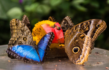 Butterflys eating
